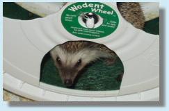 [Wobust wheel.]